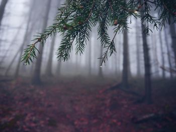 Trees in forest during foggy weather