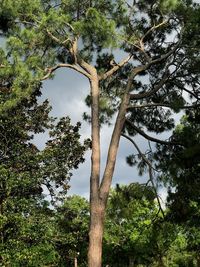 Low angle view of trees against sky