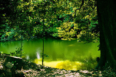 Scenic view of lake in forest