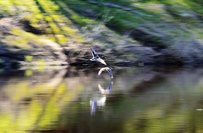 Bird flying over lake