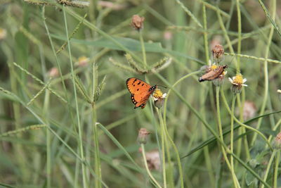 Close-up of butterfly on flower