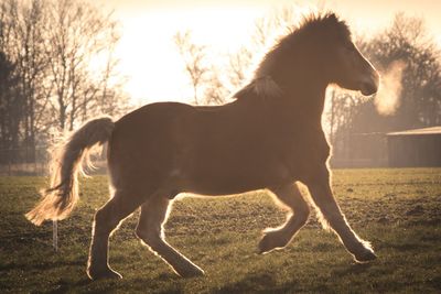 Close-up of dog against sky during sunset