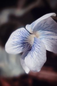 Close-up of white flower