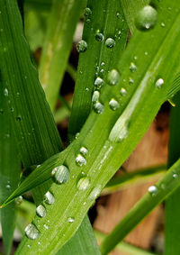 Close-up of wet leaves on rainy day