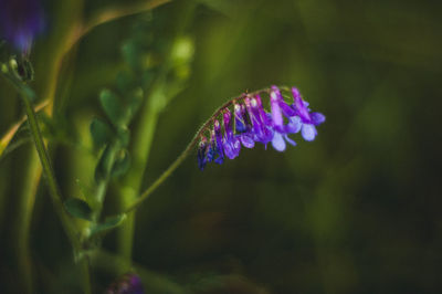 Close-up of insect on purple flower