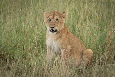 Portrait of lion cub sitting on grassy field