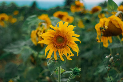 Close-up of yellow flowering plant