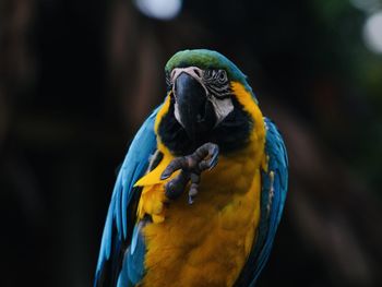 Close-up of a parrot