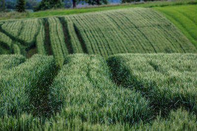 Scenic view of grassy field