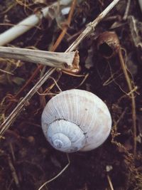 Close-up of snail