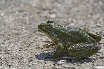 Close-up of frog on rock