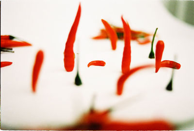 Close up of red leaves