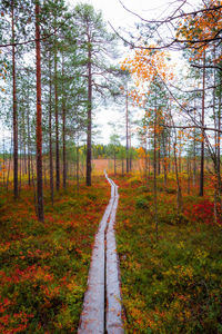 Road amidst trees in forest