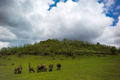 Buffalo in a field