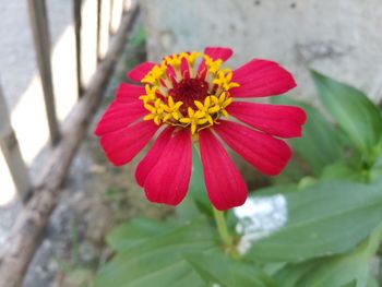 Close-up of red flower