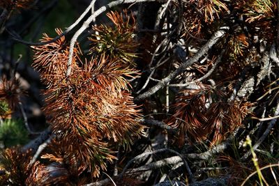 Close-up of plants in the forest