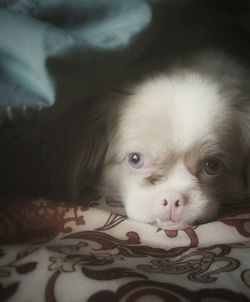Portrait of a dog resting