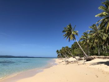 Palm trees on beach against clear blue sky