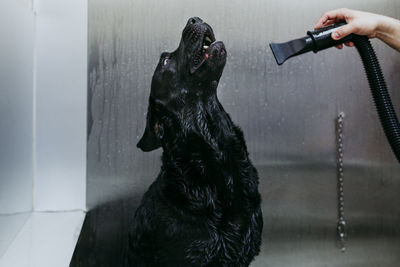 Full length of woman holding dog