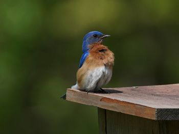 Close-up of bird perching on wood