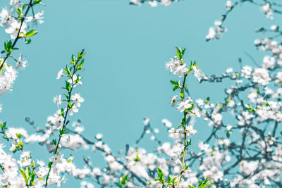 Low angle view of flowers