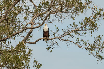 Low angle view of eagle perching on tree