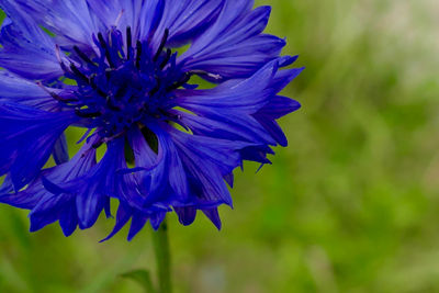 Macro shot of purple flower