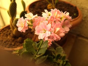 Close-up of insect on pink flowers