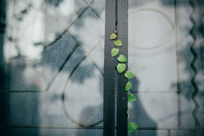 Close- up of ivy growing on window