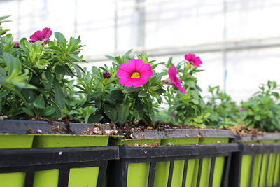 Close-up of pink flowering plants on railing