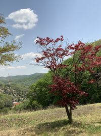 Trees on field against sky