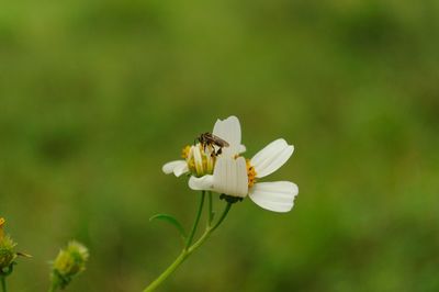 Close-up of insect on flower