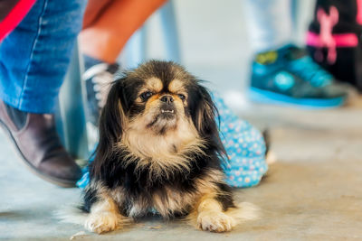 Close-up portrait of dog at animal hospital