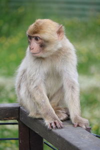 Monkey looking away while sitting on railing