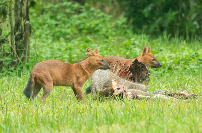 Asian wild dogs and family standing  behind  deer carcass  at widefield in thailand.