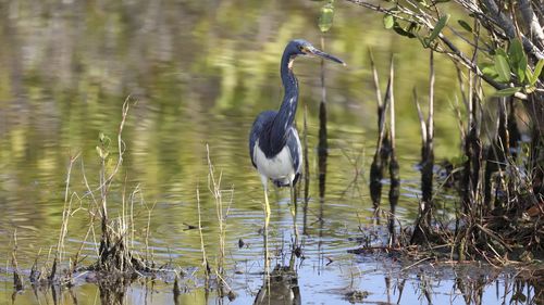 Bird perching on a lake