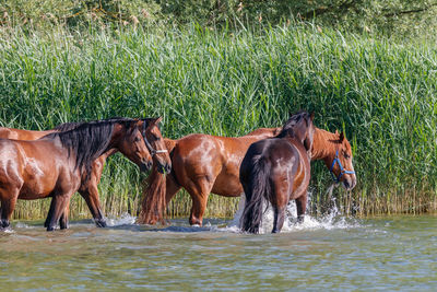 Horses in a farm