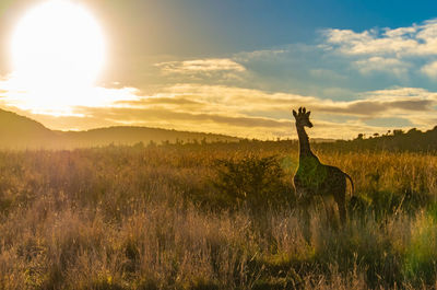 Scenic view of grassy field against sky during sunset with giraffe 