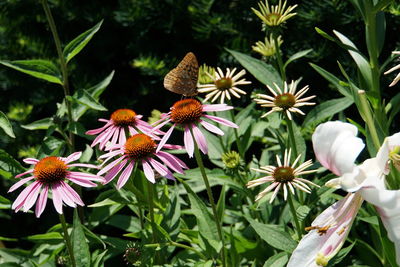 Close-up of coneflowers blooming outdoors