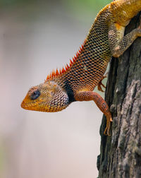 Close-up of lizard on tree trunk