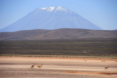 Horses on landscape against mountain range