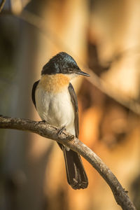 Close-up of bird perching on branch