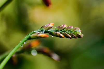 Close-up of flower buds