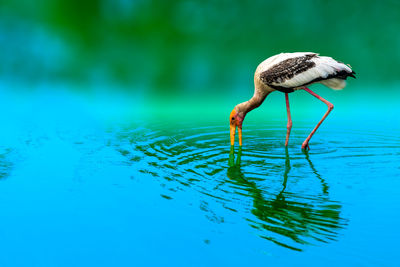 Close-up of a bird in water