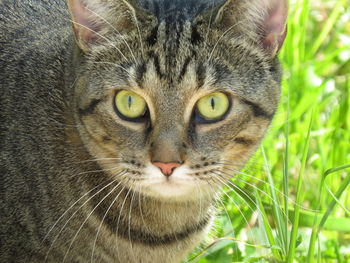 Close-up portrait of cat