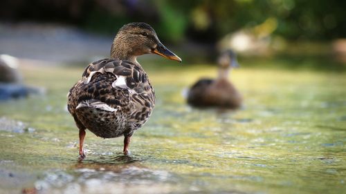 Close-up of mallard duck at lakeshore