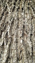 Close-up of tree trunk