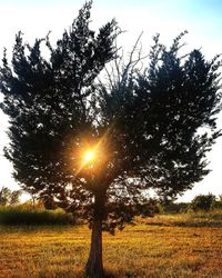 Trees on field against sky during sunset