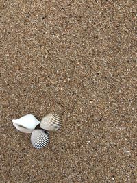 High angle view of seashell on sand