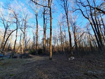 Bare trees in forest against sky